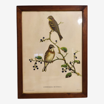 Gould lithograph enhanced hand birds