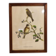 Gould lithograph enhanced hand birds