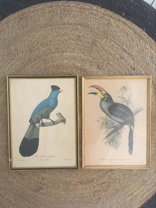 Ornithological board "The Giant Touraco" by Barrabant.