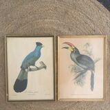 Ornithological board "The Giant Touraco" by Barrabant.