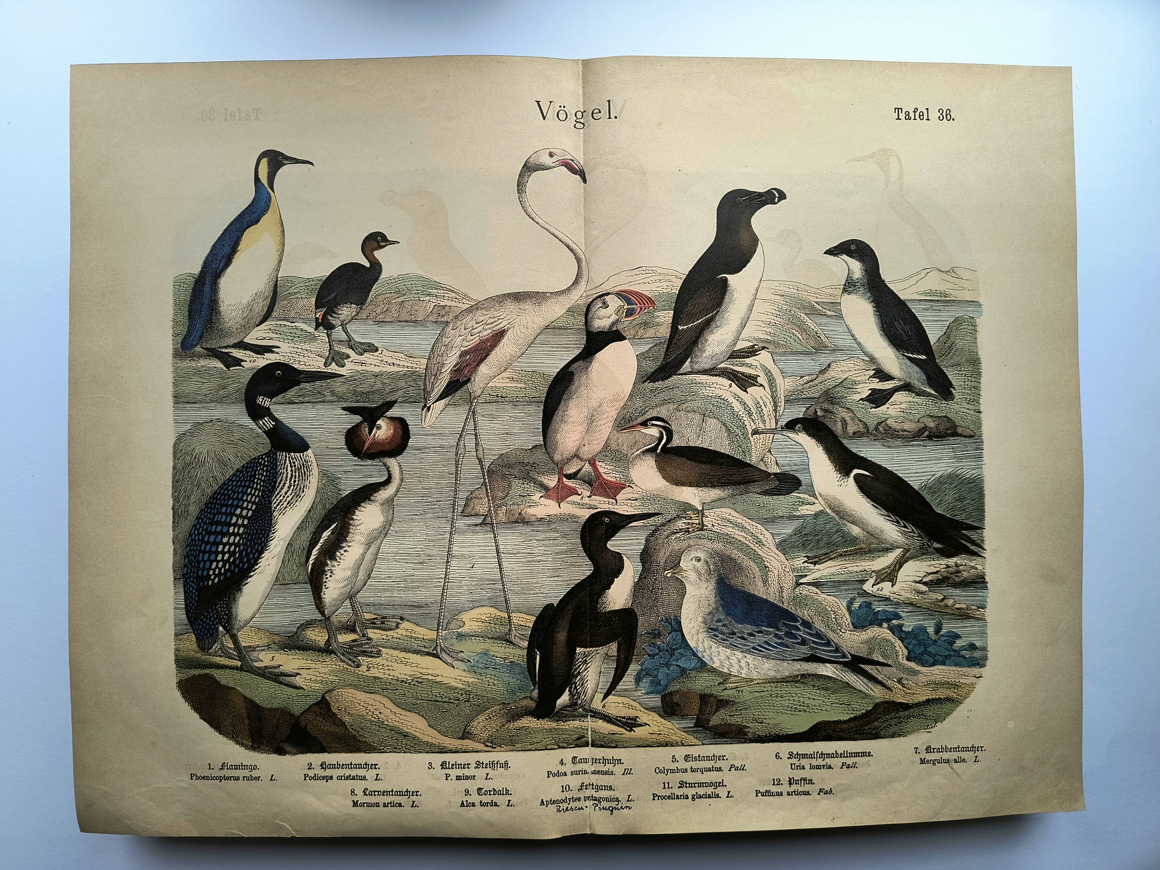 Engraving from 1886. Seabirds. Antique lithograph.
