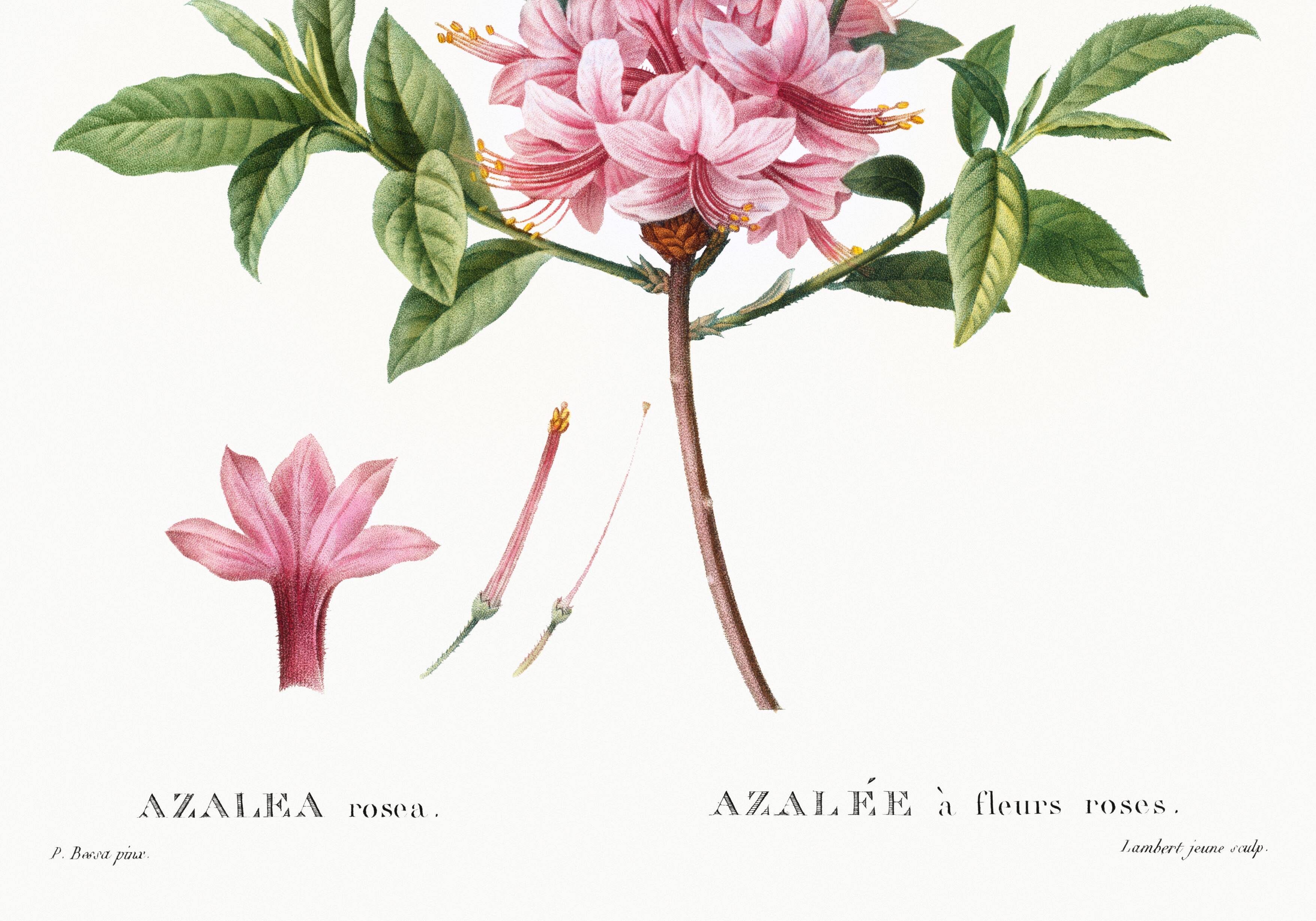 Poster of the pink-flowered Azalea, based on an old engraving from 1802.