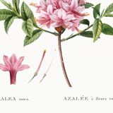 Poster of the pink-flowered Azalea, based on an old engraving from 1802.