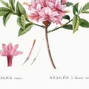 Poster of the pink-flowered Azalea, based on an old engraving from 1802.