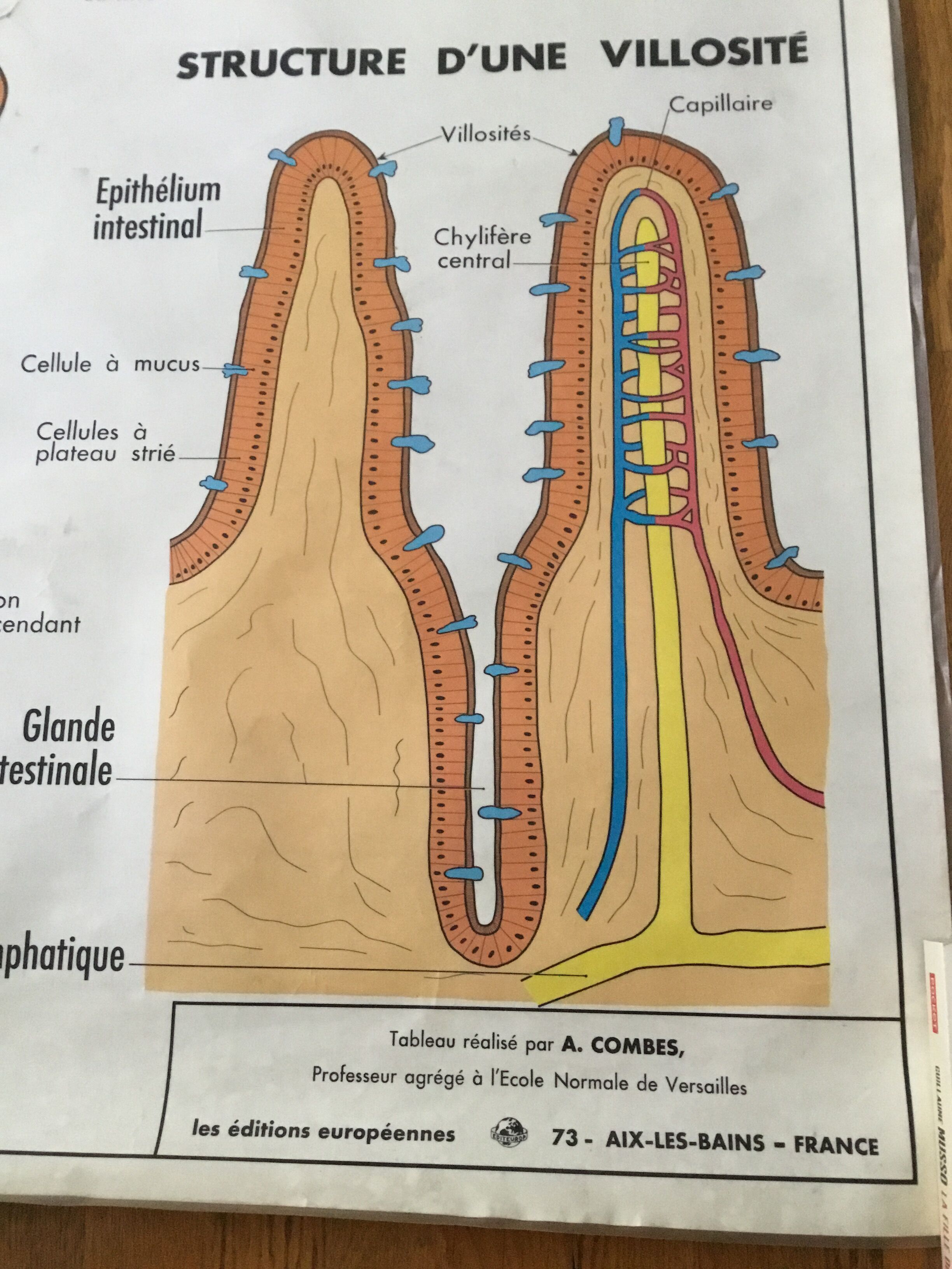 Educational poster digestion and the eye and vision