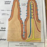 Educational poster digestion and the eye and vision