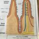 Educational poster digestion and the eye and vision