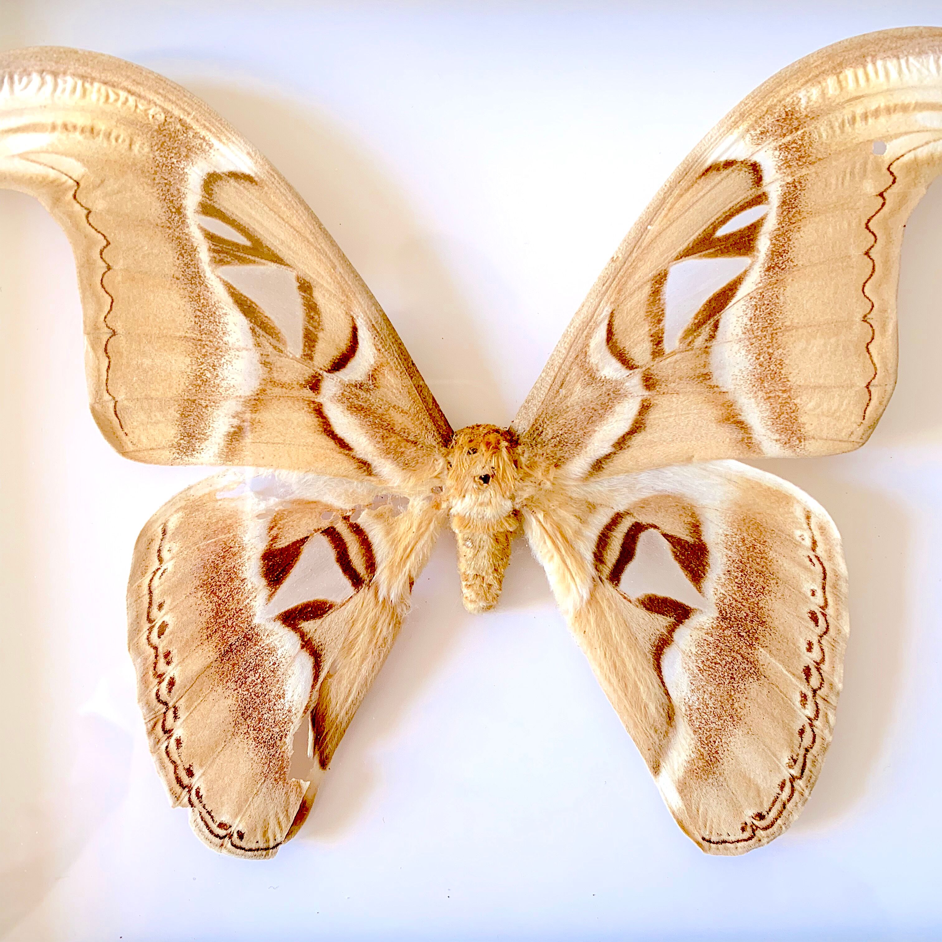 Naturalized butterfly frame