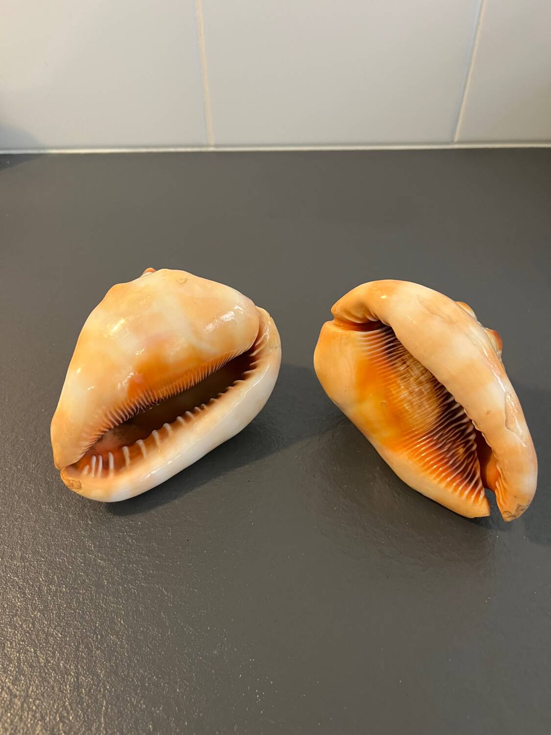 Pair of large seashells cyprae cassis rufa