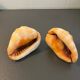 Pair of large seashells cyprae cassis rufa