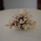 White coral