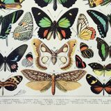 Old engraving 1898, Exotic butterflies, insects • Lithograph, Original plate
