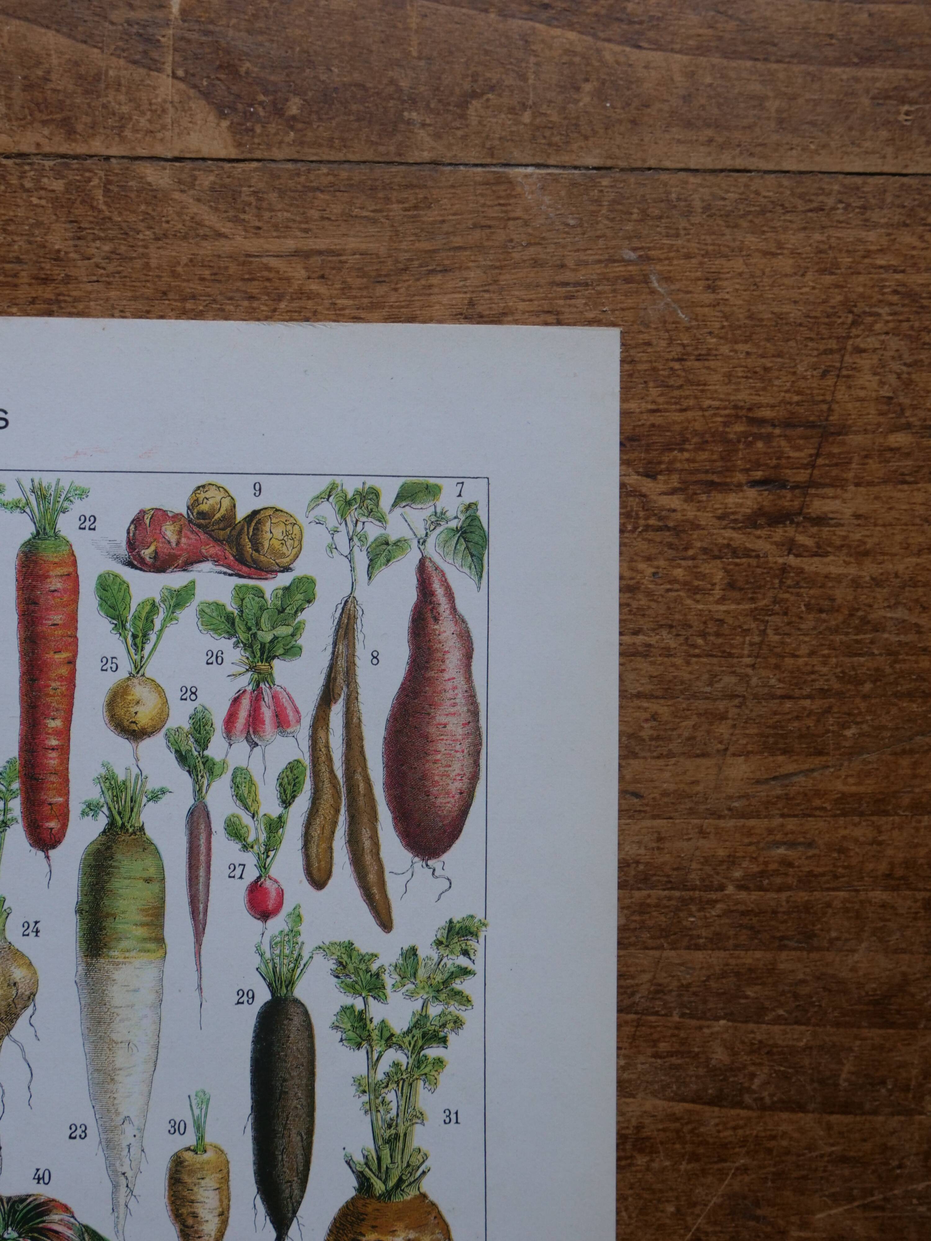 Lithographie originale sur les légumes et les plantes potagères