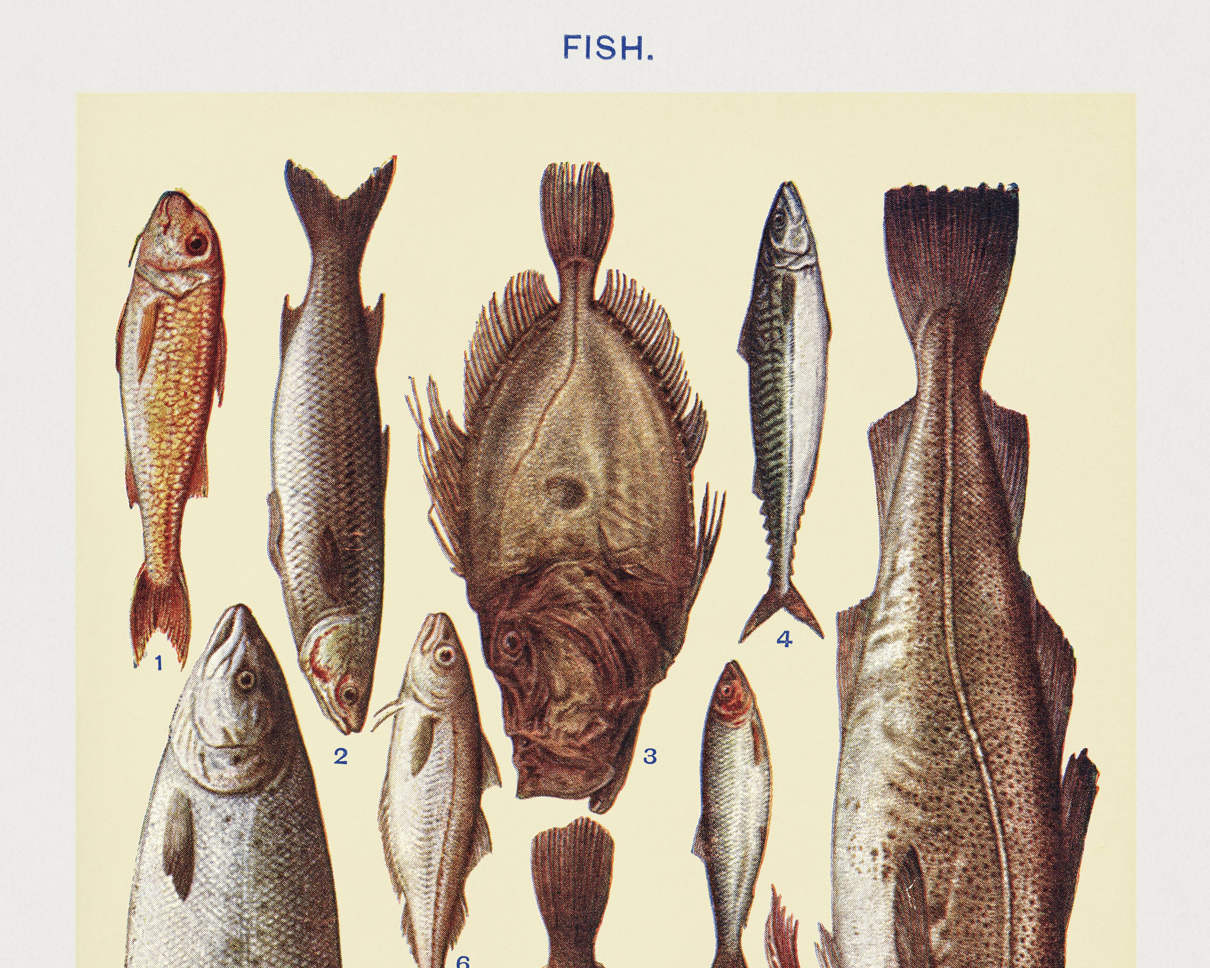 Poster about fish, based on an old lithograph from 1923.