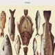 Poster about fish, based on an old lithograph from 1923.