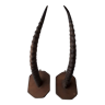 Gazelle horns trophy