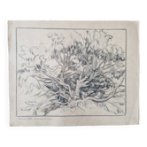 Louis John Endres (1896-1989) - Dessin au fusain sur papier - Genevrier  Toutliat, Grand Atlas Maroc
