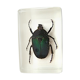 Cétoine dorée, insecte coléoptère en inclusion de résine
