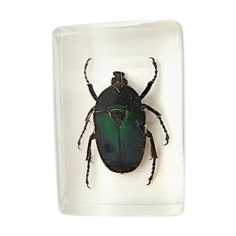 Golden cetoin, beetle insect in resin inclusion