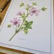 Printed in 1986, the Mauve. Vintage Botany.