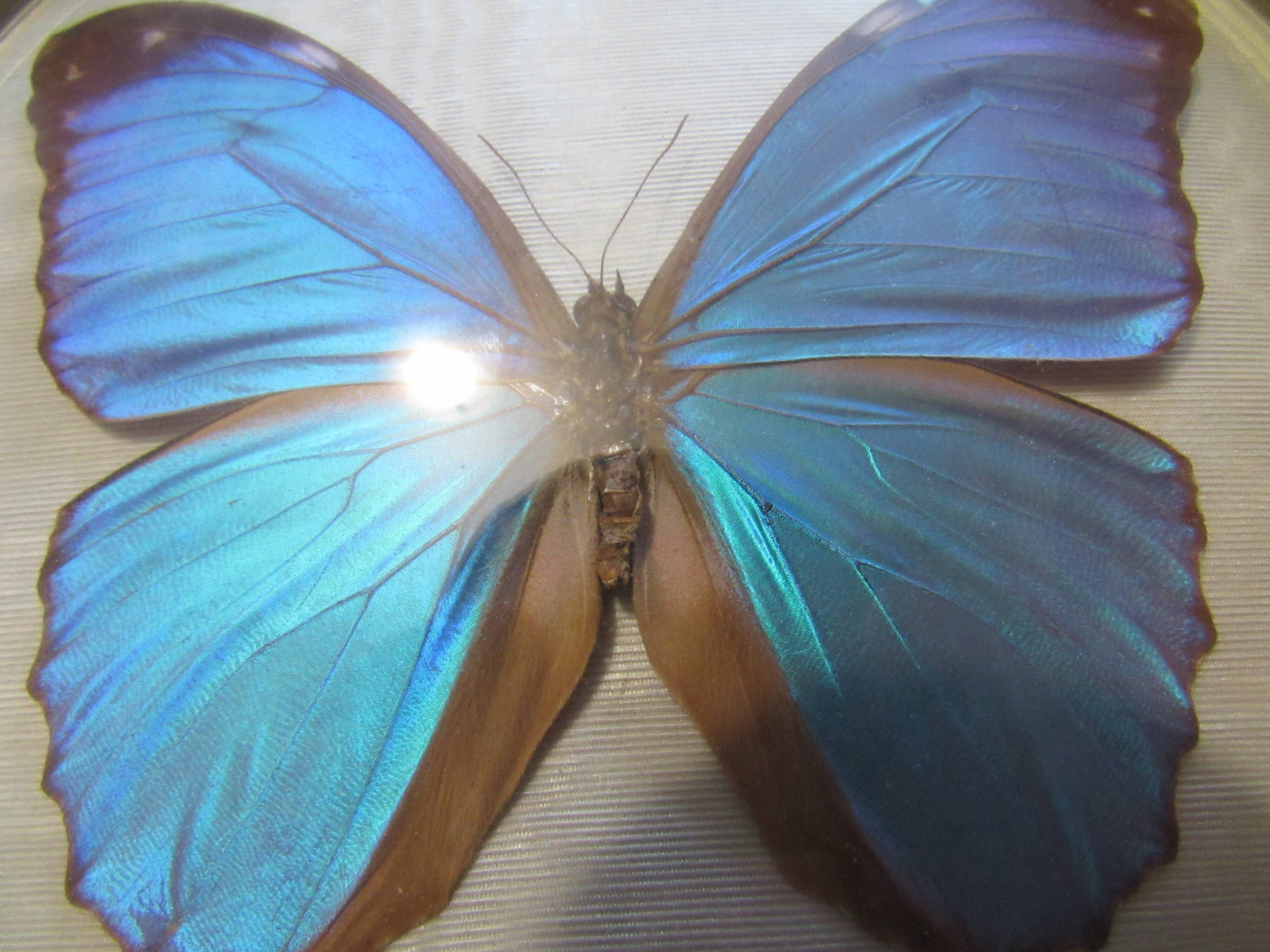 Butterfly morpho menelaus  taxidermy (Brazil)