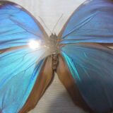 Butterfly morpho menelaus  taxidermy (Brazil)