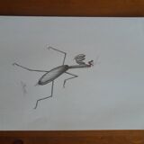 Insect illustration