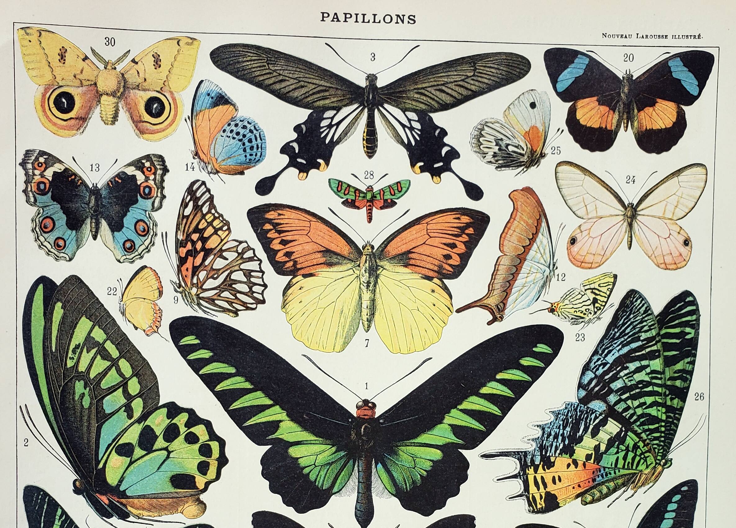 Old engraving 1898, Exotic butterflies, insects • Lithograph, Original plate