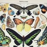 Old engraving 1898, Exotic butterflies, insects • Lithograph, Original plate