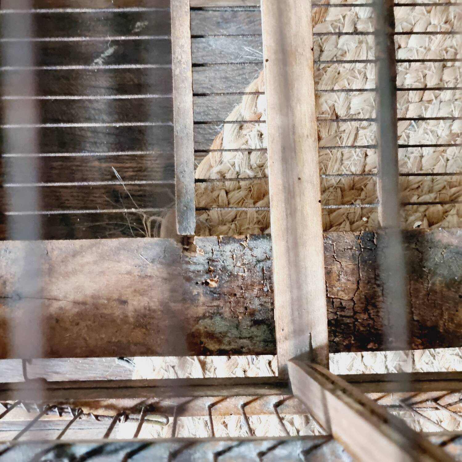 19th century bird cage in its original condition