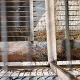 19th century bird cage in its original condition