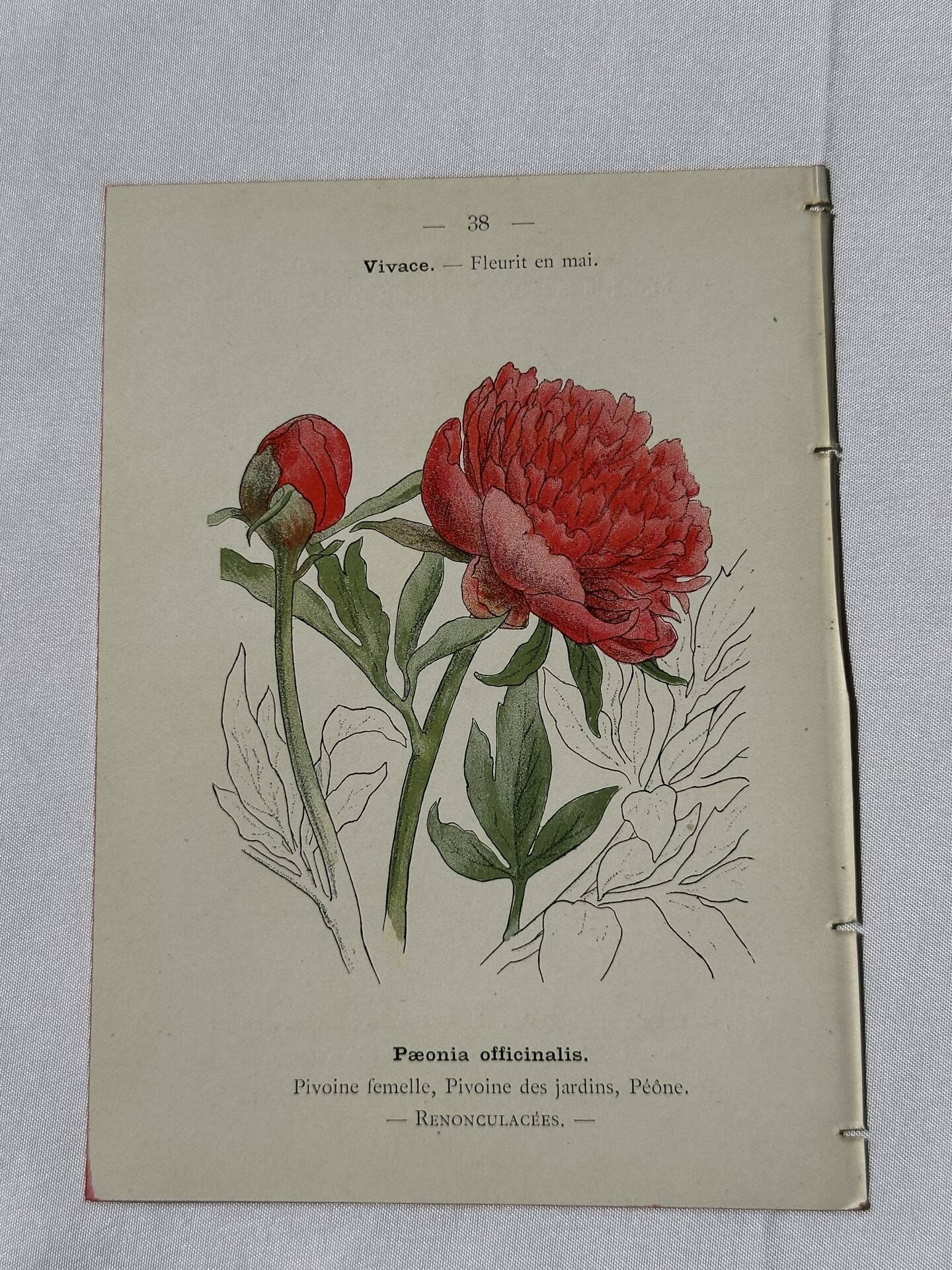 Botanical plate engraving flower France double-sided 19th century