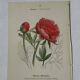 Botanical plate engraving flower France double-sided 19th century