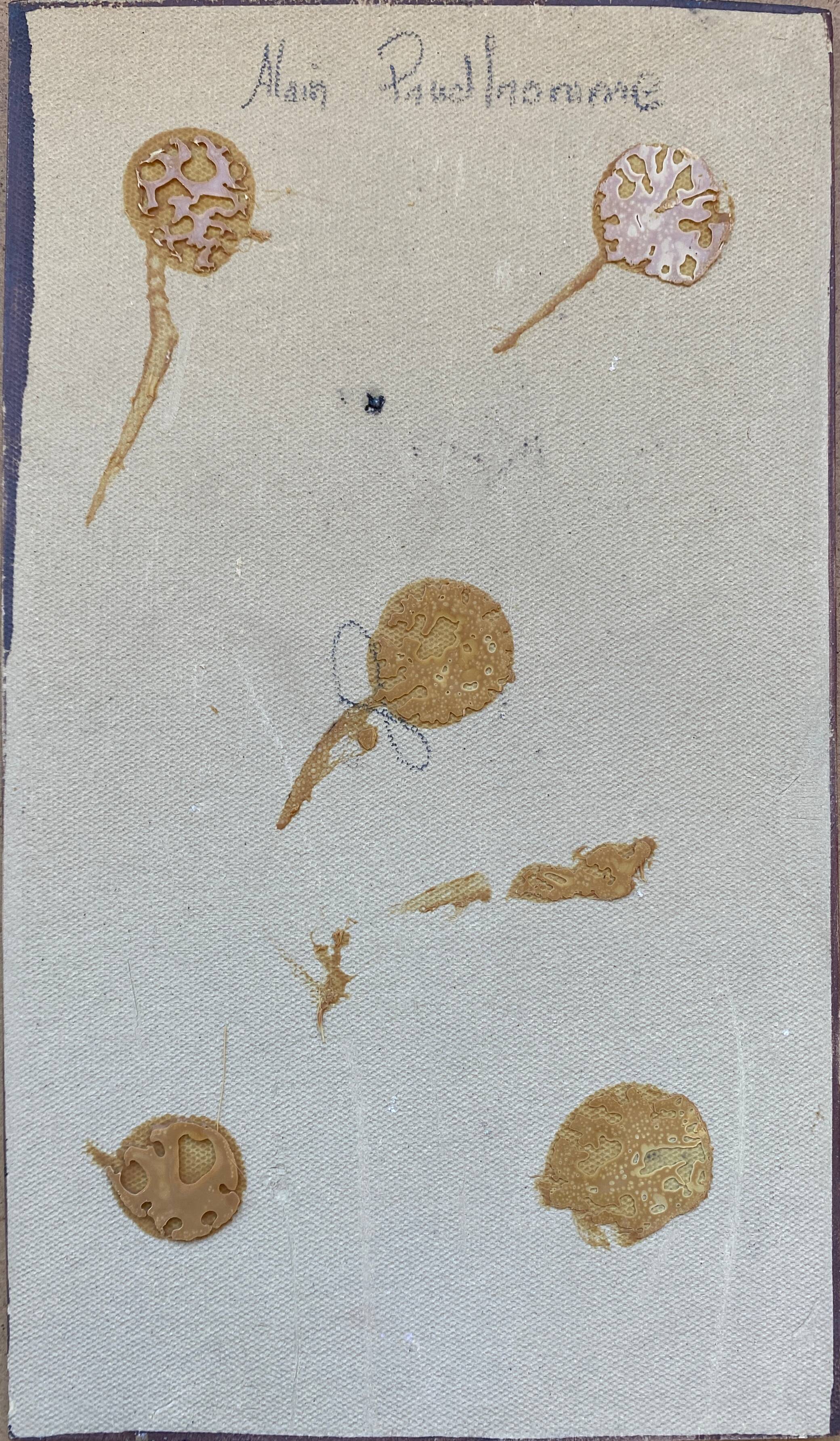 Bas relief painting / earth Beetle entomology A. Prudhomme Cabinet of curiosities