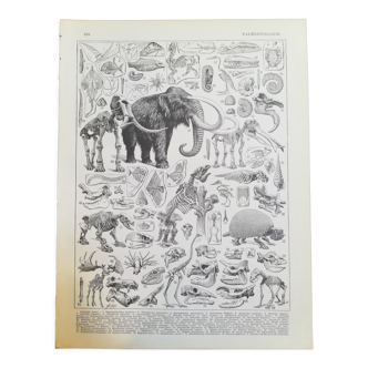 Lithograph on "mammoth" paleontology