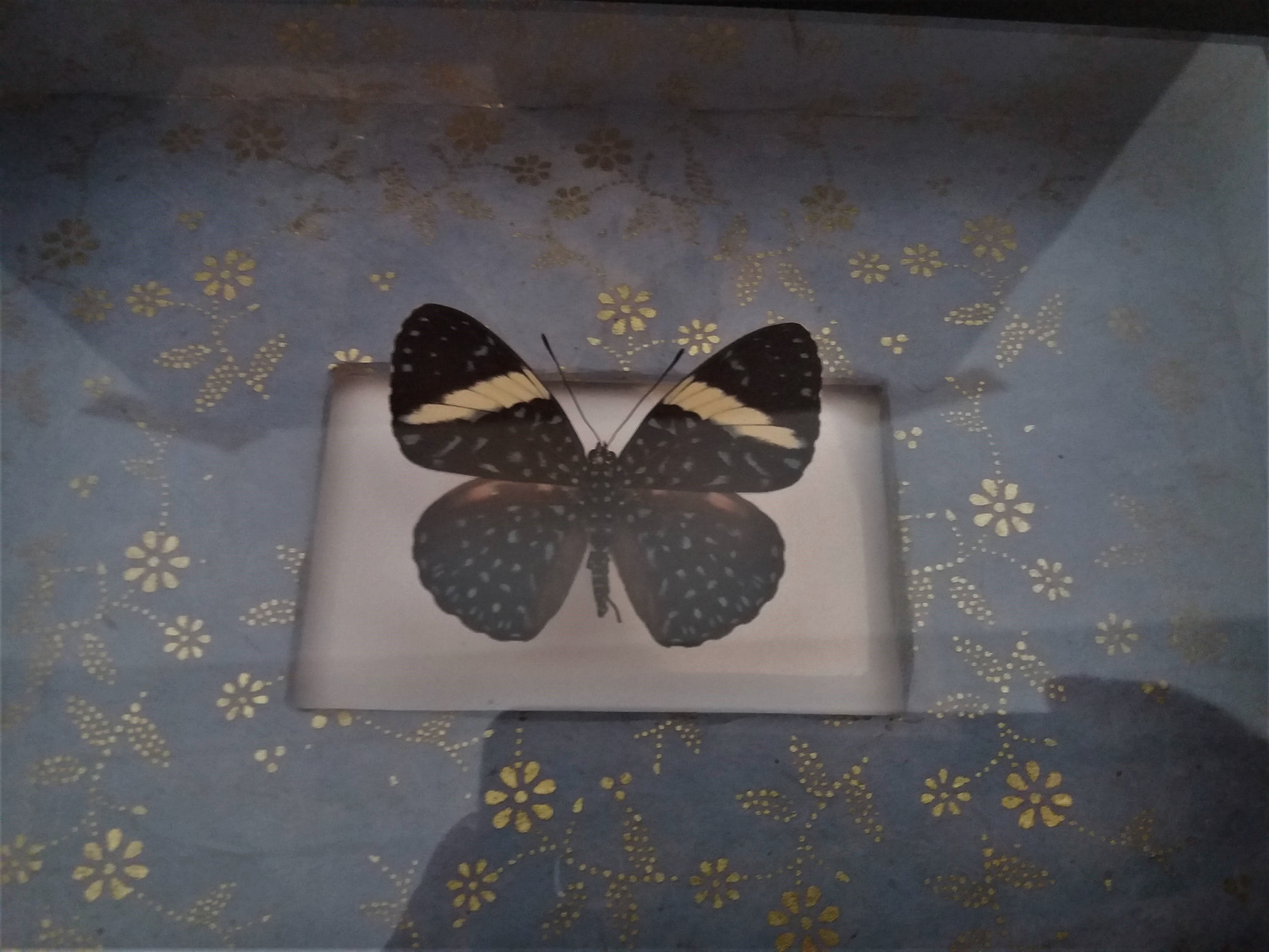 Entomology frame with butterfly hamadryas laodamia