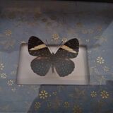 Entomology frame with butterfly hamadryas laodamia