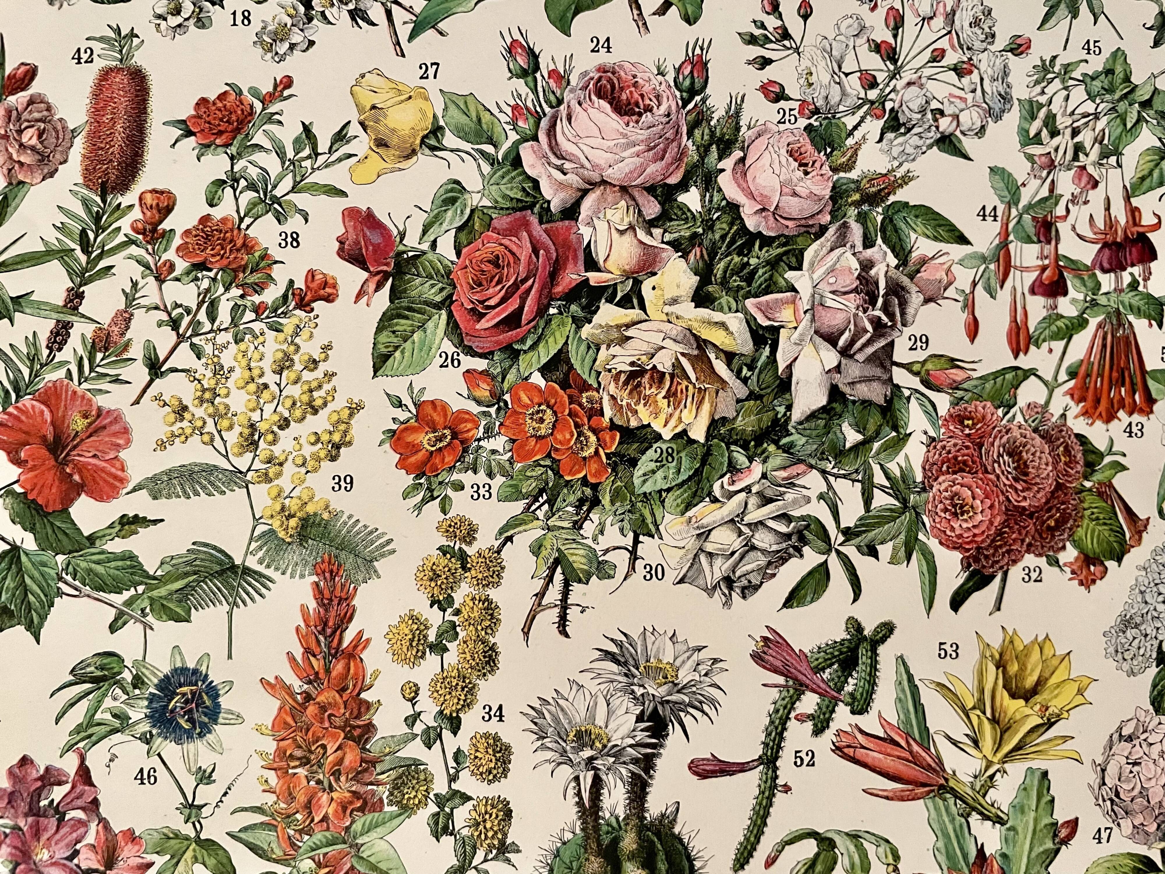 Lithograph on flowers (trees and shrubs) - 1920