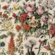 Lithograph on flowers (trees and shrubs) - 1920
