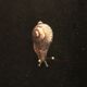 Escargot en argent massif