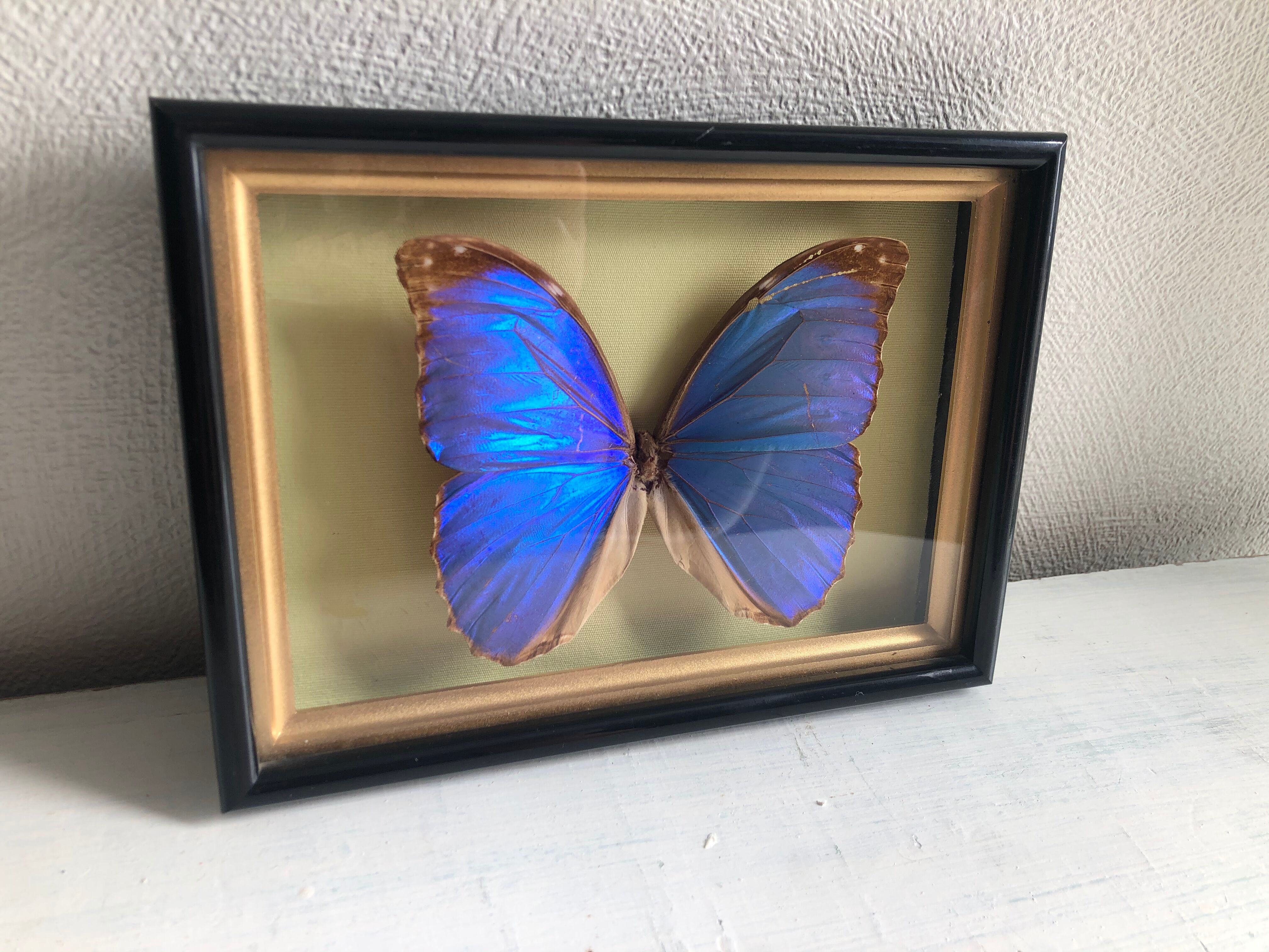 Cadre Papillon naturalisé morpho bleu