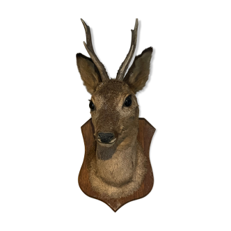 Naturalized deer head