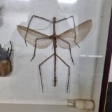 Boîte d'entomologie d'insectes