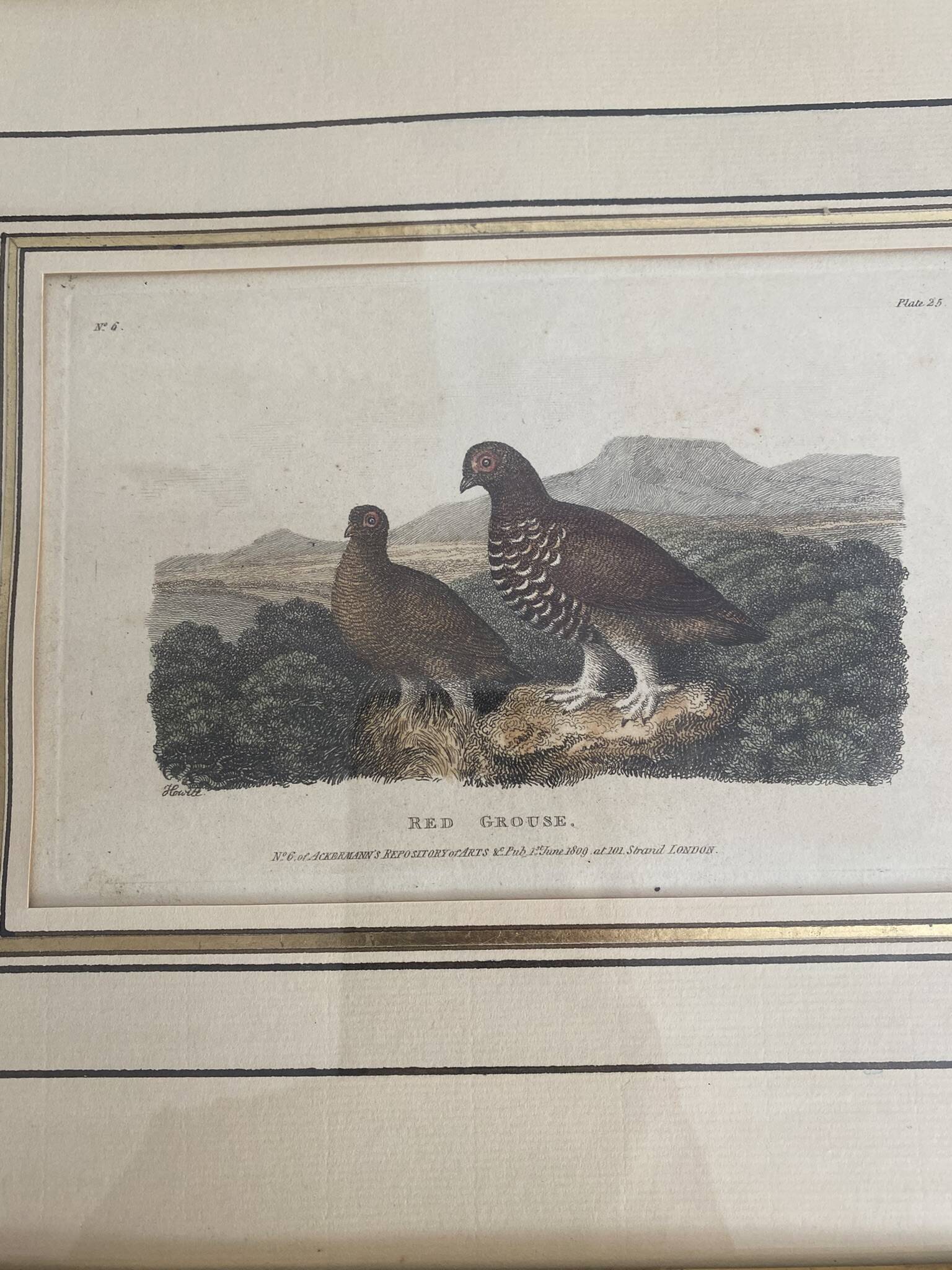 Old framed engraving of birds "red grouse"
