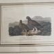 Old framed engraving of birds "red grouse"