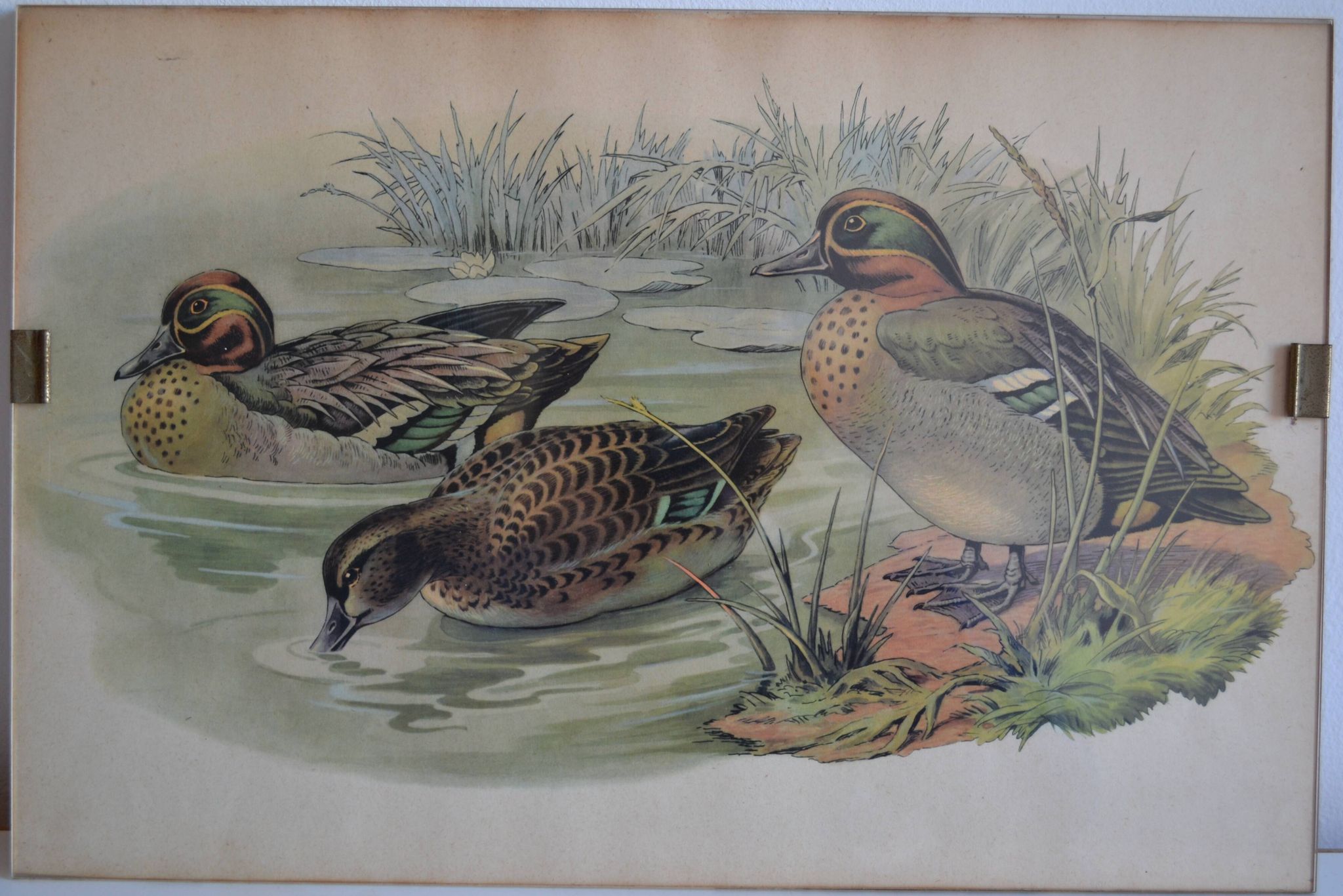 Estampe animalière vintage canards