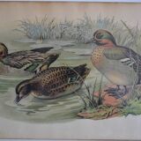 Vintage animal print ducks