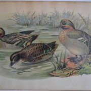 Estampe animalière vintage canards