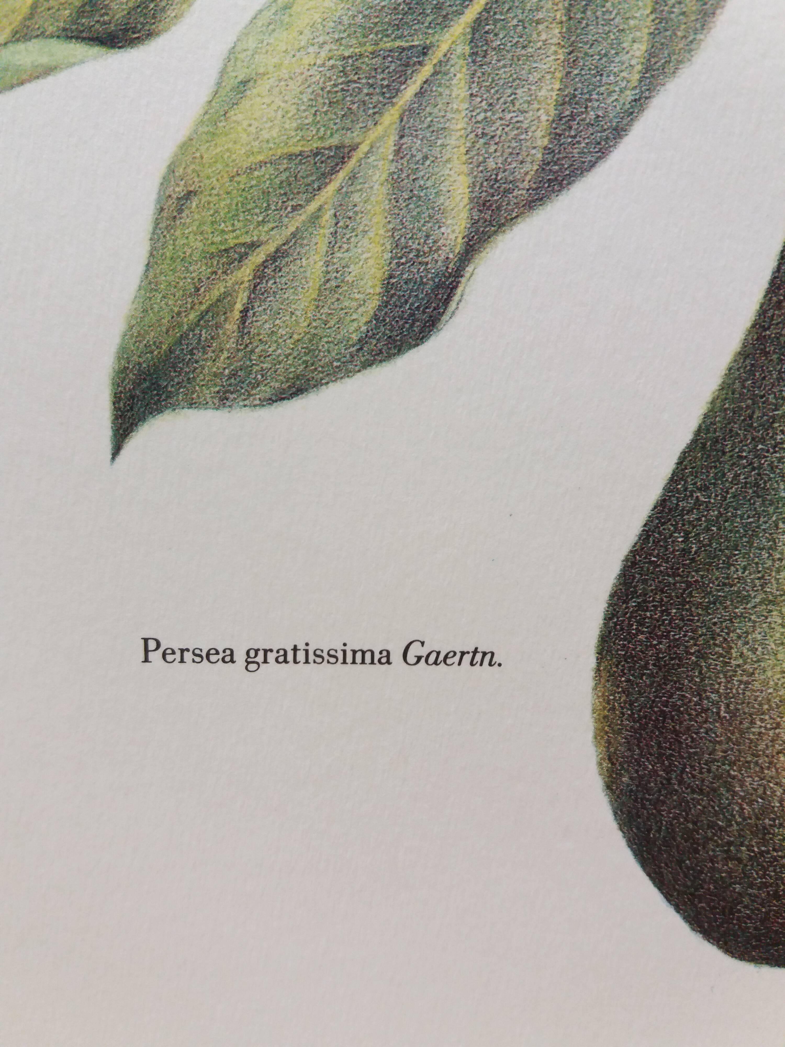 Botanical poster Avocado
