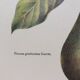 Botanical poster Avocado